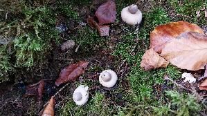 Gewimperter-Erdstern_Geastrum-fimbriatum_20251018_113325.jpg