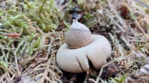 Gewimperter-Erdstern_Geastrum-fimbriatum_20260823_153915.jpg