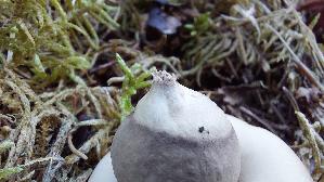 Gewimperter-Erdstern_Geastrum-fimbriatum_20260823_153934.jpg