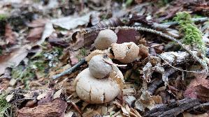 Gewimperter-Erdstern_Geastrum-fimbriatum_20260830_092757.jpg