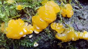 Gewundene-Gallerttraene_Dacrymyces-lacrymalis_20250801_125443.jpg