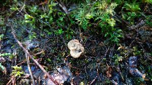Gezonter-Dau--erporling_Coltricia-perennis_20250904_130908.jpg
