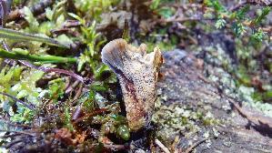 Gezonter-Dau--erporling_Coltricia-perennis_20250904_131225.jpg