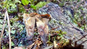 Gezonter-Dau--erporling_Coltricia-perennis_20250904_131250.jpg