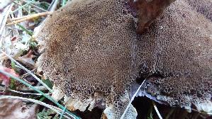 Gezonter-Dau--erporling_Coltricia-perennis_20260916_120203.jpg