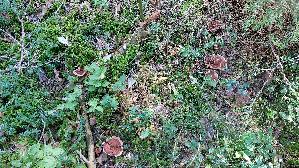 Gezonter-Korkstacheling_Hydnellum-concrescens_20260916_141643.jpg