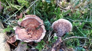 Gezonter-Korkstacheling_Hydnellum-concrescens_20260916_141716.jpg