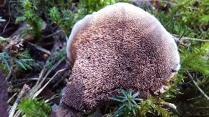 Gezonter-Korkstacheling_Hydnellum-concrescens_20260916_141734.jpg