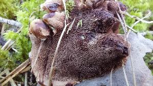 Gezonter-Korkstacheling_Hydnellum-concrescens_20260916_142350.jpg