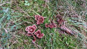 Gezonter-Korkstacheling_Hydnellum-concrescens_20260918_134843.jpg