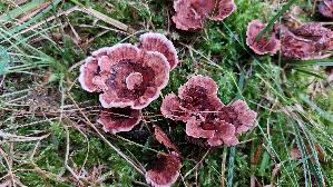 Gezonter-Korkstacheling_Hydnellum-concrescens_20260918_134850.jpg