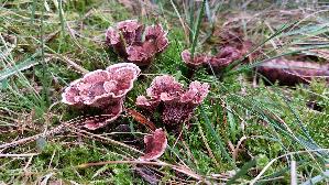 Gezonter-Korkstacheling_Hydnellum-concrescens_20260918_134928.jpg