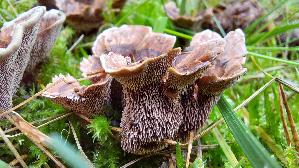 Gezonter-Korkstacheling_Hydnellum-concrescens_20260918_134944.jpg