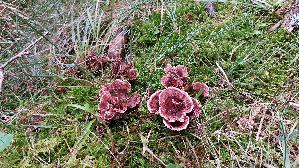 Gezonter-Korkstacheling_Hydnellum-concrescens_20260918_135142.jpg