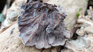 Gezonter-Ohrlappenpilz_Auricularia-mesenterica_20241211_123826.jpg