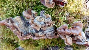 Gezonter-Ohrlappenpilz_Auricularia-mesenterica_20241227_141323.jpg