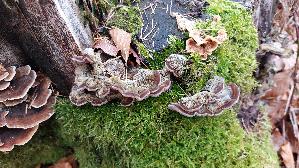 Gezonter-Ohrlappenpilz_Auricularia-mesenterica_20251128_122742.jpg
