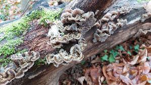 Gezonter-Ohrlappenpilz_Auricularia-mesenterica_20251203_115912.jpg
