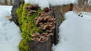 Gezonter-Ohrlappenpilz_Auricularia-mesenterica_20260131_131633.jpg