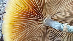 Gifthaeubling_Galerina-marginata_20241215_134226.jpg