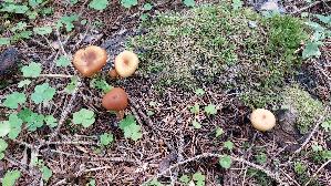 Gifthaeubling_Galerina-marginata_20250905_095159.jpg