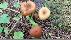 Gifthaeubling_Galerina-marginata_20250905_095222.jpg