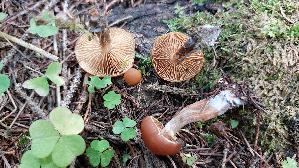 Gifthaeubling_Galerina-marginata_20250905_095326.jpg
