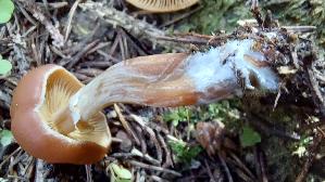 Gifthaeubling_Galerina-marginata_20250905_095341.jpg