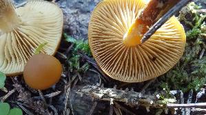 Gifthaeubling_Galerina-marginata_20250905_095414.jpg