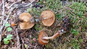 Gifthaeubling_Galerina-marginata_20250905_095637.jpg