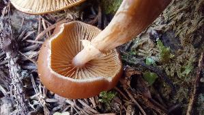Gifthaeubling_Galerina-marginata_20250905_095702.jpg