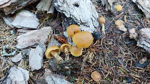 Gifthaeubling_Galerina-marginata_20250906_132405.jpg
