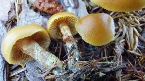 Gifthaeubling_Galerina-marginata_20250906_132424.jpg