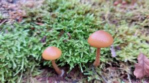 Gifthaeubling_Galerina-marginata_20250930_143212.jpg