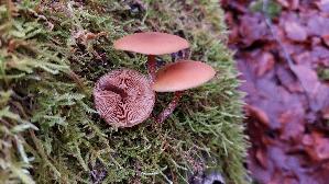 Gifthaeubling_Galerina-marginata_20251209_120941.jpg