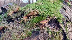 Gifthaeubling_Galerina-marginata_20251209_135443.jpg