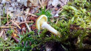 Gifthaeubling_Galerina-marginata_20260829_131831.jpg