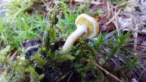 Gifthaeubling_Galerina-marginata_20260829_131846.jpg