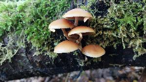 Gifthaeubling_Galerina-marginata_20261014_153550.jpg