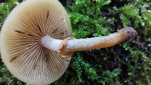 Gifthaeubling_Galerina-marginata_20261014_153620.jpg