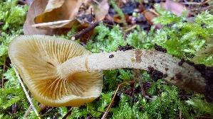 Gifthaeubling_Galerina-marginata_20261018_142330.jpg