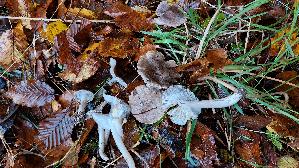 Gilbender-Erdritterling_Tricholoma-scalpturatum_20251023_103554.jpg