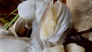 Gilbender-Erdritterling_Tricholoma-scalpturatum_20251023_103616.jpg