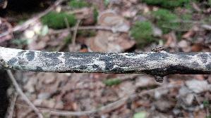 Giraffenholz_Xylaria-longipes_20260707_132023.jpg