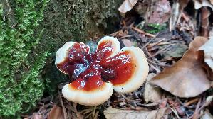 Glaenzender-Lackporling_Ganoderma-lucidum_20250805_163752.jpg