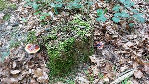 Glaenzender-Lackporling_Ganoderma-lucidum_20250812_105912.jpg