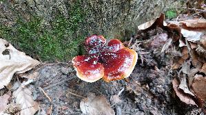 Glaenzender-Lackporling_Ganoderma-lucidum_20250812_105939.jpg