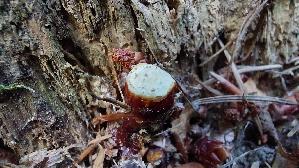 Glaenzender-Lackporling_Ganoderma-lucidum_20260704_191149.jpg