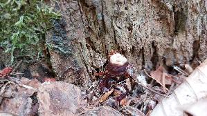 Glaenzender-Lackporling_Ganoderma-lucidum_20260727_182250.jpg