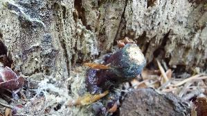 Glaenzender-Lackporling_Ganoderma-lucidum_20260903_135203.jpg